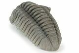 Huge, Flexicalymene Trilobite - Richwood, Kentucky #232702-4